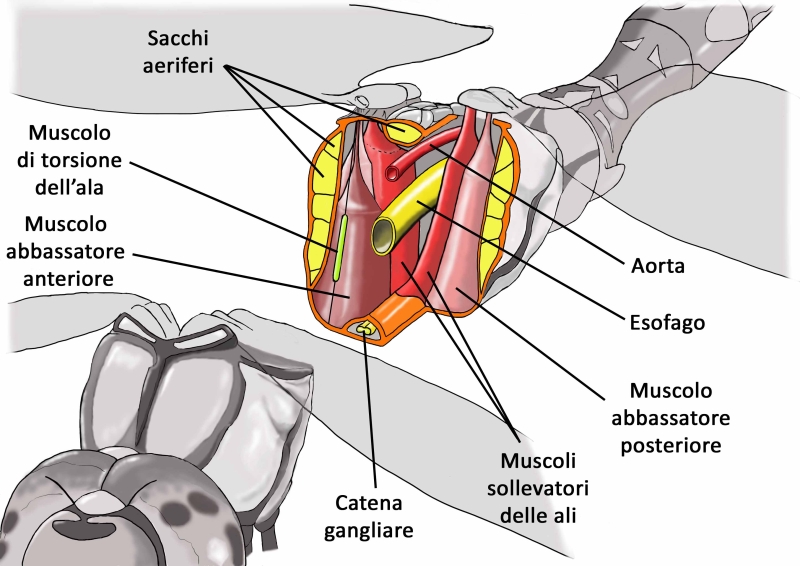 Scheda: cenni di Anatomia Interna delle Libellule